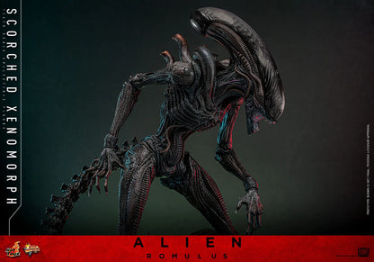 Alien: Romulus: Scorched Xenomorph: 1/6th Scale Action Figure - Hot Toys Action Figure