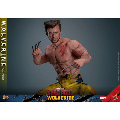 Deadpool & Wolverine: Wolverine: TVA Jacket Version - Hot Toys Action Figure