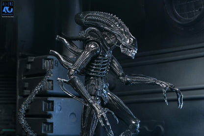 Aliens (1986): Warrior Xenomorph (Black): 40th Anniversary: Ultimate 7" Action Figure - Neca Action Figures