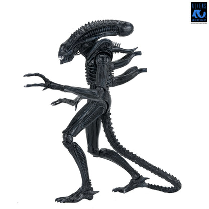 Aliens (1986): Warrior Xenomorph (Black): 40th Anniversary: Ultimate 7" Action Figure - Neca Action Figures